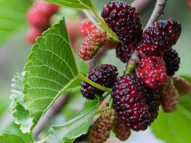 Шелковица купить саженцы из питомнике в Петропавловске-Камчатском