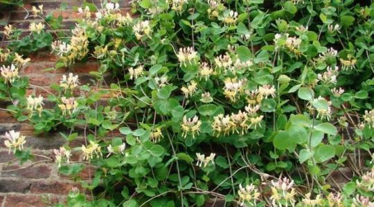 Жимолость декоративная "КАПРИФОЛЬ"