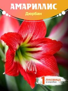 Амариллис Дюрбан